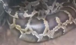 大蟒蛇视频,揭秘其神秘生活与捕食技巧